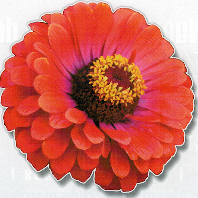 Logotip de Zinnia Tallas Especiales