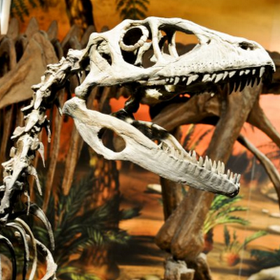 Logotip de Museo Paleontológico de Elche